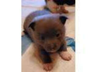 Mutt Puppy for sale in Bedford, TX, USA