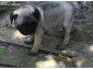 Pug Puppy for sale in Batesburg, SC, USA