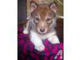 Siberian Husky Puppy for sale in NEW BERLIN, NY, USA