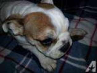 Bulldog Puppy for sale in ALGONQUIN, IL, USA