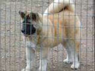Akita Puppy for sale in Carthage, MO, USA