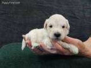 Goldendoodle Puppy for sale in Orange, TX, USA