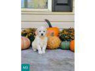 Golden Retriever Puppy for sale in Burlington, NC, USA