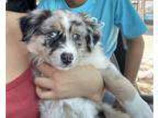 Australian Shepherd Puppy for sale in Longmont, CO, USA