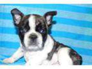 French Bulldog Puppy for sale in Clifton Hill, MO, USA