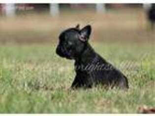 French Bulldog Puppy for sale in Henagar, AL, USA