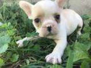 Miniature Bulldog Puppy for sale in East Sparta, OH, USA