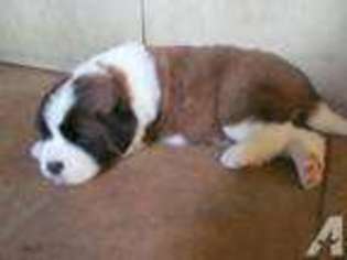 Saint Bernard Puppy for sale in EAGLE CREEK, OR, USA