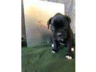 Boxer Puppy for sale in Midland, SD, USA