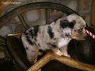Miniature Australian Shepherd Puppy for sale in Cabool, MO, USA