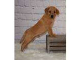 Labrador Retriever Puppy for sale in Tower City, PA, USA
