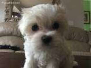 Maltese Puppy for sale in Imperial, MO, USA