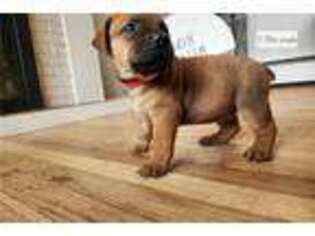Boerboel Puppy for sale in Lansing, MI, USA