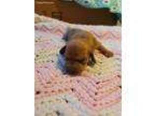 Dachshund Puppy for sale in Columbiana, OH, USA