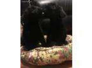 Portuguese Water Dog Puppy for sale in Chicago, IL, USA