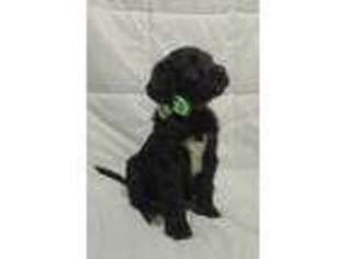 Labradoodle Puppy for sale in Bethune, SC, USA