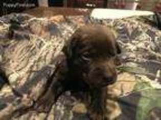 Labrador Retriever Puppy for sale in Woodward, OK, USA