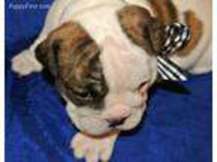 Bulldog Puppy for sale in Platte, SD, USA