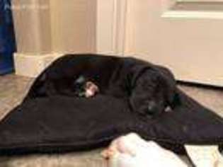 Great Dane Puppy for sale in Evans, CO, USA