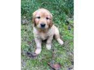 Golden Retriever Puppy for sale in The Plains, VA, USA