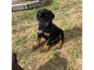 Doberman Pinscher Puppy for sale in Lovell, WY, USA
