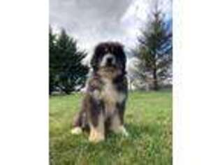 Tibetan Mastiff Puppy for sale in Frederick, MD, USA