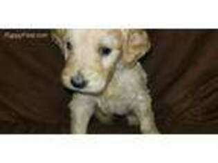 Goldendoodle Puppy for sale in Moselle, MS, USA