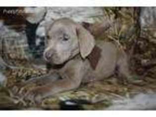 Labrador Retriever Puppy for sale in Huntsville, TX, USA