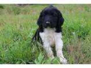 English Springer Spaniel Puppy for sale in Itasca, TX, USA