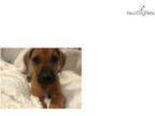 Rhodesian Ridgeback Puppy for sale in Little Rock, AR, USA