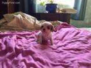Cavalier King Charles Spaniel Puppy for sale in Normangee, TX, USA