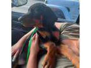Doberman Pinscher Puppy for sale in Lake City, PA, USA