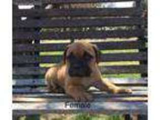 Bullmastiff Puppy for sale in Culbertson, NE, USA
