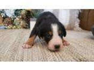 Greater Swiss Mountain Dog Puppy for sale in Palmdale, CA, USA