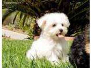 Maltese Puppy for sale in Platteville, CO, USA