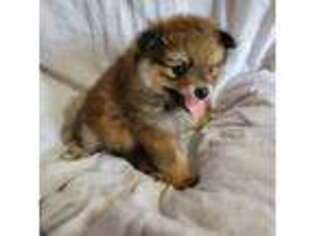 Pomeranian Puppy for sale in Buffalo, TX, USA