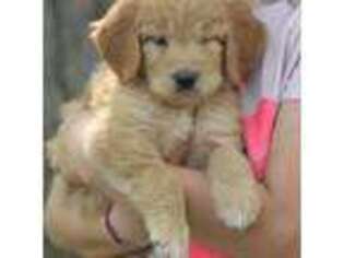 Goldendoodle Puppy for sale in Evart, MI, USA