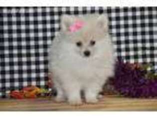 Pomeranian Puppy for sale in Seymour, IA, USA