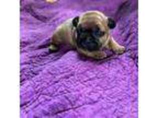French Bulldog Puppy for sale in Bucyrus, OH, USA
