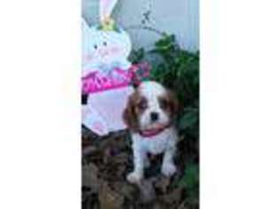 Cavalier King Charles Spaniel Puppy for sale in Kemp, TX, USA