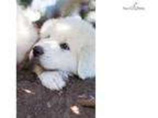 Great Pyrenees Puppy for sale in Baltimore, MD, USA
