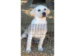Labrador Retriever Puppy for sale in Taylorsville, NC, USA