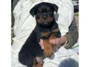 Rottweiler Puppy for sale in Chino Valley, AZ, USA