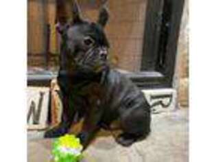 French Bulldog Puppy for sale in Humansville, MO, USA