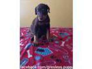 Doberman Pinscher Puppy for sale in Middleburg, FL, USA
