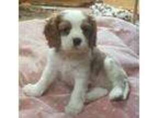 Cavalier King Charles Spaniel Puppy for sale in Otsego, MI, USA
