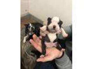Boston Terrier Puppy for sale in Palm Springs, CA, USA