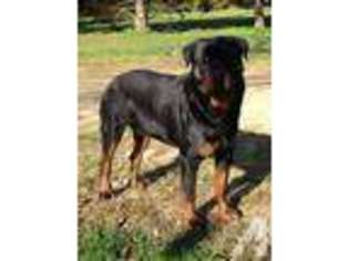 Rottweiler Puppy for sale in WARE, MA, USA