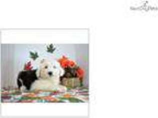 Old English Sheepdog Puppy for sale in West Palm Beach, FL, USA