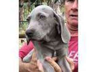 Weimaraner Puppy for sale in Homosassa, FL, USA